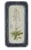 Black Framed Botanical Prints