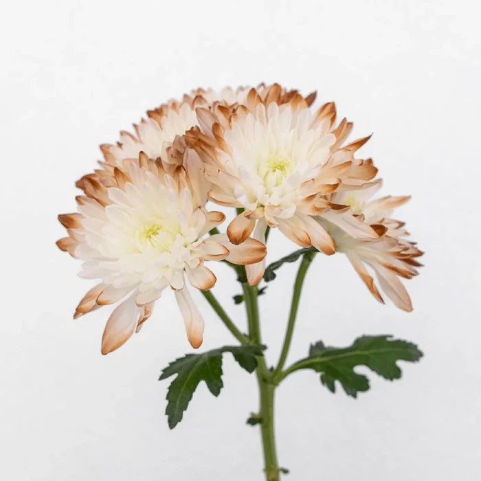 Mocha Mousse Enhanced Flower Stem - Image