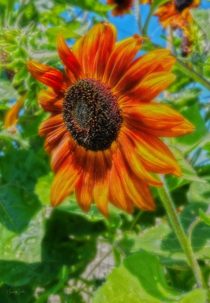 Sun Shower Sunflower Canvas Print